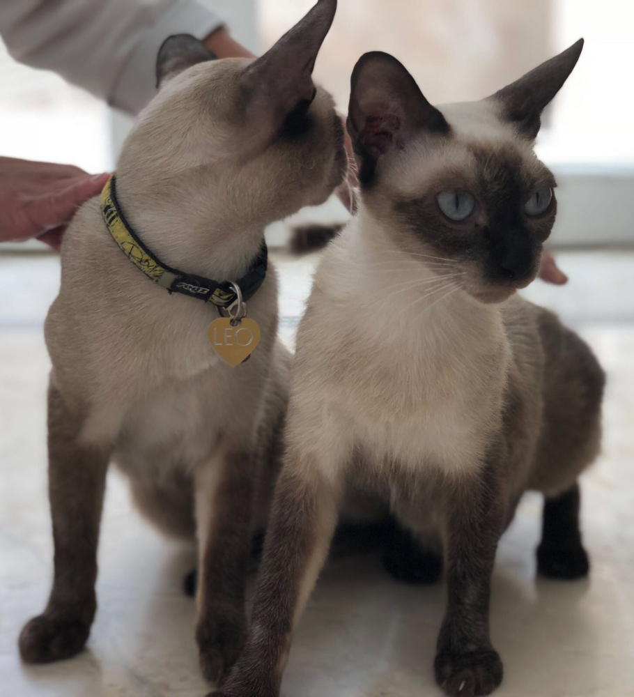 SIAMESE FOR SALE Qatar Classifieds Ads