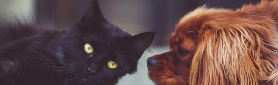 pets in qatar